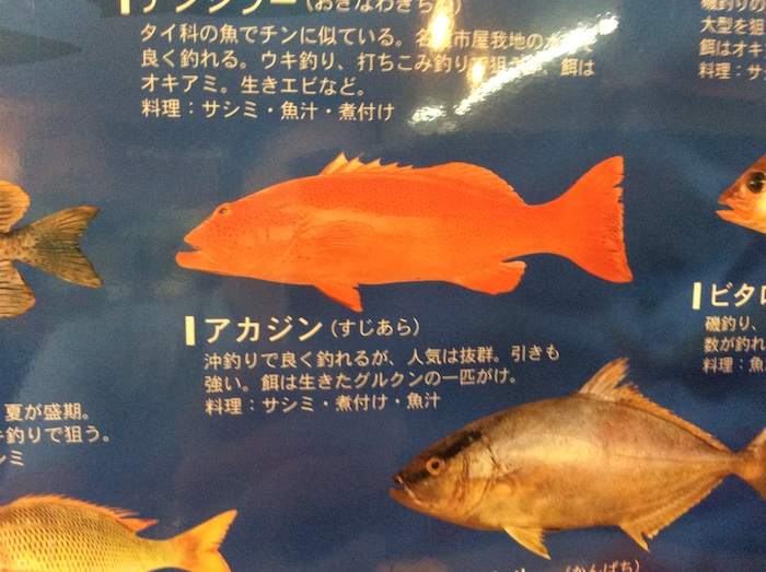 石垣島の魚たち 石垣島の島人居酒屋8番地 アカジン アカマチ マクブなどのご紹介